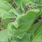 Ice Plant Edible Plant mesembryanthemum crystallinum Vegetables 200 Seeds