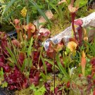 Mixed Sarracenia purpurea Picher Plant Garden Interesting Plants 20 Seeds