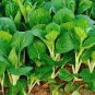 Choi Green Stem Chinese Cabbage Bok choy Four Season vegetable 4000 Seeds