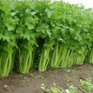 Tall Utah Celery 10000 Seeds