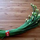 Chinese Garlic Chives 2000 Seeds