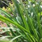 Chinese Garlic Chives 2000 Seeds