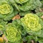 Yellow Heart pak choi 8000 Seeds
