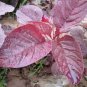 Red Amaranth 4000 Seeds