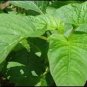 Green Amaranth Chinese Spinach Green Edible Vegetable 4000 Seeds