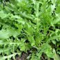 Shepherd's Purse Vegetable Modern Herbal Capsella Bursa-pastoris 6000 Seeds