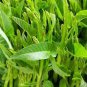 Water spinach water convolvulus vegetables with big leaves 200 Seeds