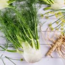 FENNEL 'Florence' seeds unusual vegetable garden culinary herb bulb 3600 Seeds