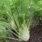 FENNEL 'Florence' seeds unusual vegetable garden culinary herb bulb 3600 Seeds