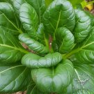 Oriental veggie seeds, Hybrid Tatsoi x PakChoi 5000 Seeds