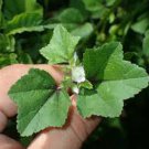 RARE ANCIENT Chinese Mallow 2000 Seeds