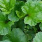 RARE ANCIENT Chinese Mallow 2000 Seeds