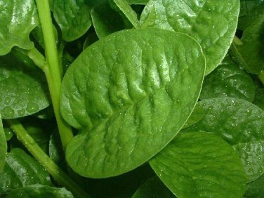 Ceylon Spinach Malabar Spinach Green 200 Seeds