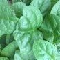 Ceylon Spinach Malabar Spinach Green 200 Seeds