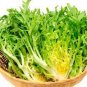 Cichorium Endivia 2000 Seeds