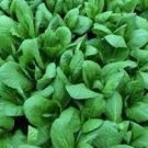 Indian Chinese Cabbage 4000 Seeds