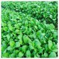 Indian Chinese Cabbage 4000 Seeds