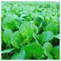 Indian Chinese Cabbage 4000 Seeds