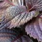 Perilla 2000 Seeds