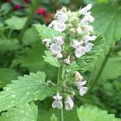 Nepeta cataria Camelina sativa 8000 Seeds