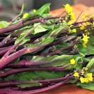Purple Choy Sum 3000 Seeds