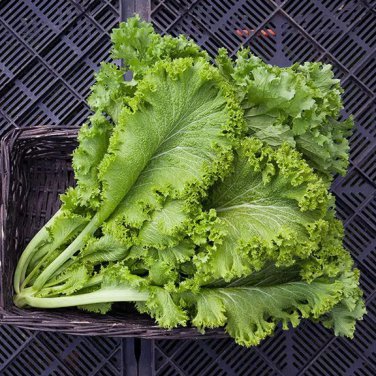 Mustard seed vegetable 1200 Seeds