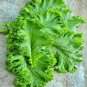 Mustard seed vegetable 1200 Seeds