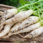 Radish Seeds White Icicle Radish Non GMO Garden Vegetable 1800 Seeds