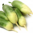 Organic green radish fruit radishes untreated garden 1600 Seeds