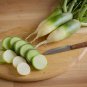 Organic green radish fruit radishes untreated garden 1600 Seeds