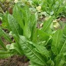 Chinese leaf lettuce Sword pointed 5000 Seeds