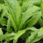 Chinese leaf lettuce Sword pointed 5000 Seeds