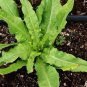 Chinese leaf lettuce Sword pointed 5000 Seeds