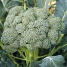 Broccoli Vitamin Cabbage Planting Sprouting Organic Heirloom 1200 Seeds