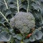 Broccoli Vitamin Cabbage Planting Sprouting Organic Heirloom 1200 Seeds