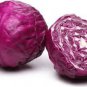 The more purple purple cabbage 500 Seeds