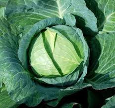 Cabbage Seeds Cabbage Wraps 800 Seeds