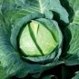 Cabbage Seeds Cabbage Wraps 800 Seeds
