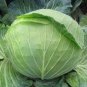 Cabbage Seeds Cabbage Wraps 800 Seeds