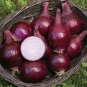 Onion Red Baron Giant Round Vegetable Planting Organic Heirloom 440 Seeds