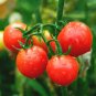 Tomato Vishenka Cherry Red Vegetable Organic Heirloom 200 Seeds