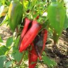 Sweet Pepper Ox Ear red green pepper organic non gmo 1200 Seeds