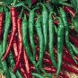 Seeds Chili Pepper Cayenne Red Hot Chili Organic Heirloom 3000 Seeds