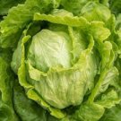 Iceberg Lettuce Head 2000 Seeds