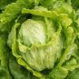 Iceberg Lettuce Head 2000 Seeds