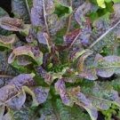 Chinese leaf lettuce Sword pointed lettuce A Choy 5000 Seeds
