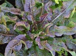 Chinese leaf lettuce Sword pointed lettuce A Choy 5000 Seeds