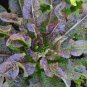 Chinese leaf lettuce Sword pointed lettuce A Choy 5000 Seeds