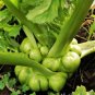 Chinese mustard ercai baby mustard 2400 Seeds