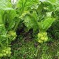 Chinese mustard ercai baby mustard 2400 Seeds